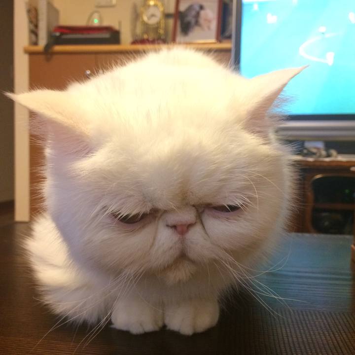 Dcc6c6a9 cd88 446a abb4 1e3f285dc3a0