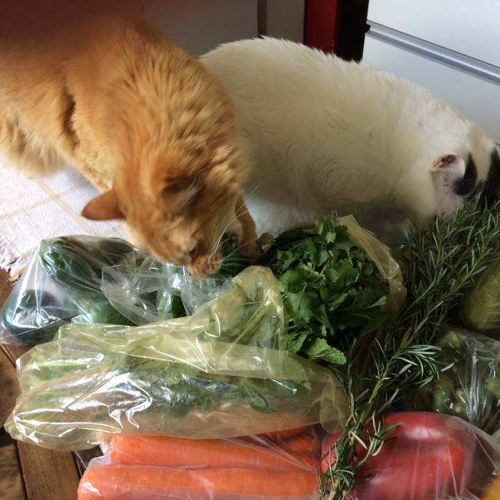 Dcd2ae53 afa4 425b 84ea f9bf48e1b393