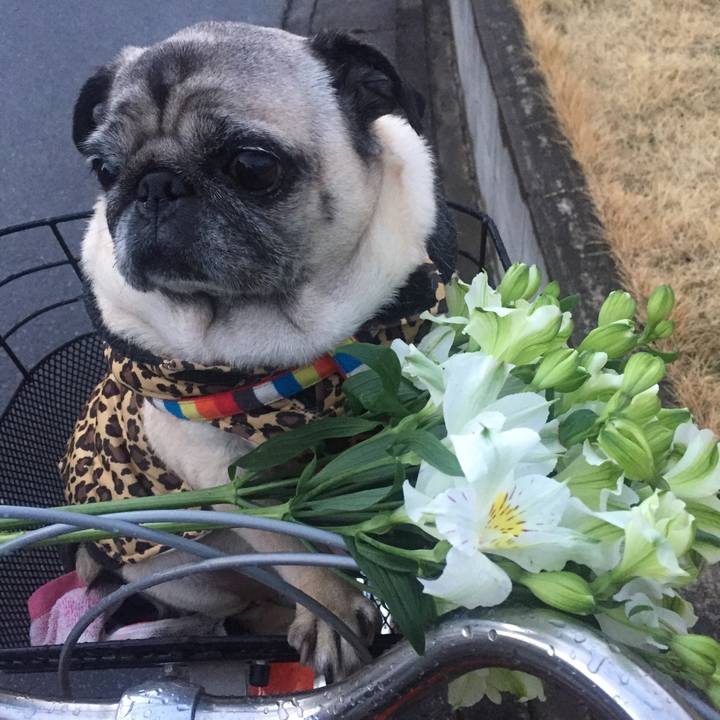 Dcd61f71 493c 4e86 82cc 7b44c6fe3631