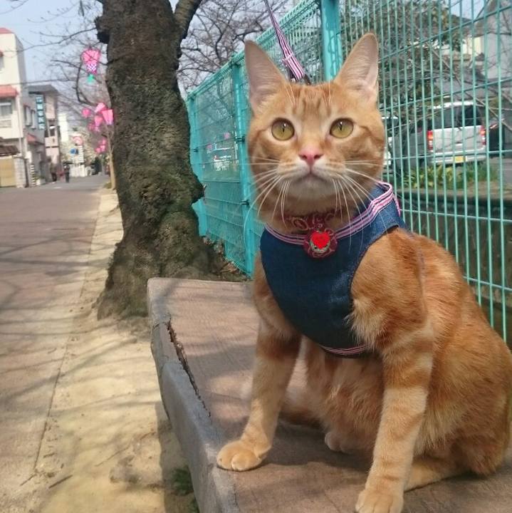 Dcdd9b46 5e71 453f 88e7 d47ff7dab52b