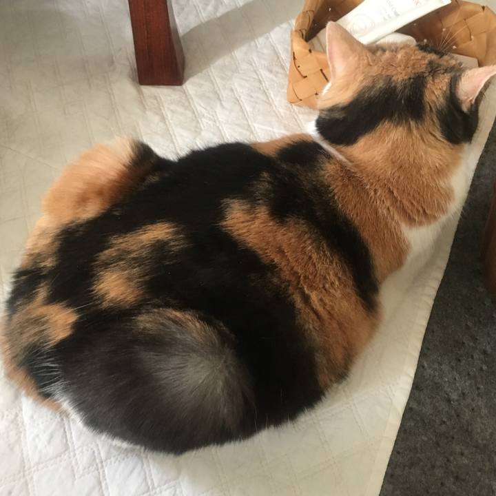 Dce1cb25 a4ca 43b8 88e8 73f599c73a92