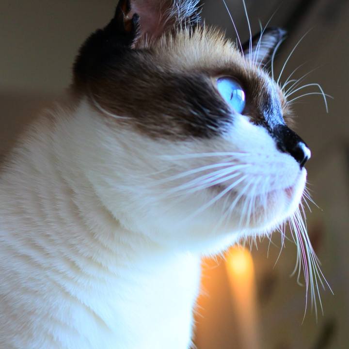 Dce938c3 6682 4efe a8ca d9e988185e26