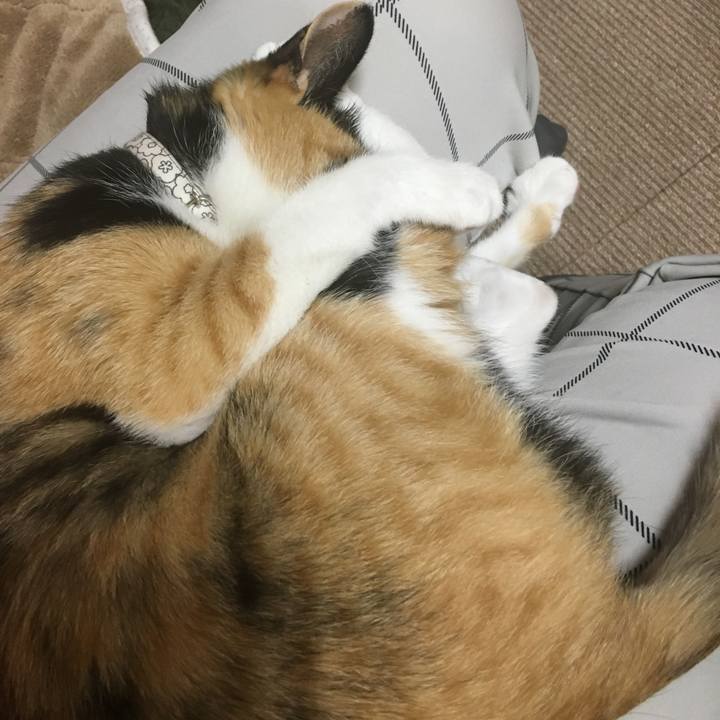 Dceea78d ce0f 4b76 9828 a74cc0be1a87