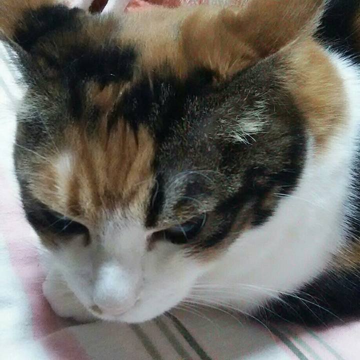 Dcff1405 3e11 44cb bb94 35d930392854