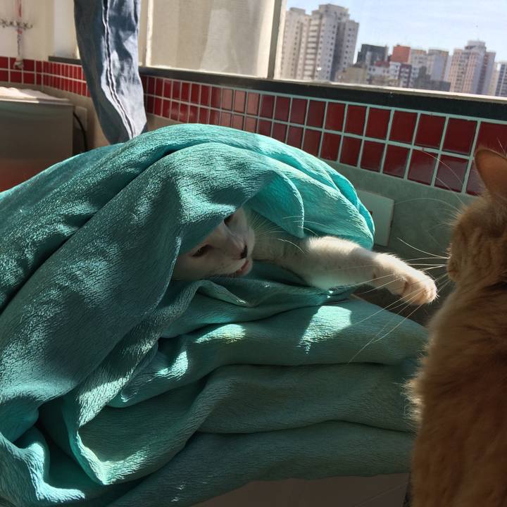 Dd1badcc 7a05 4127 80b1 ab77264adb44