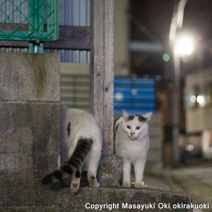 Dd36c8b7 43a4 476a 8084 040a325d3c10