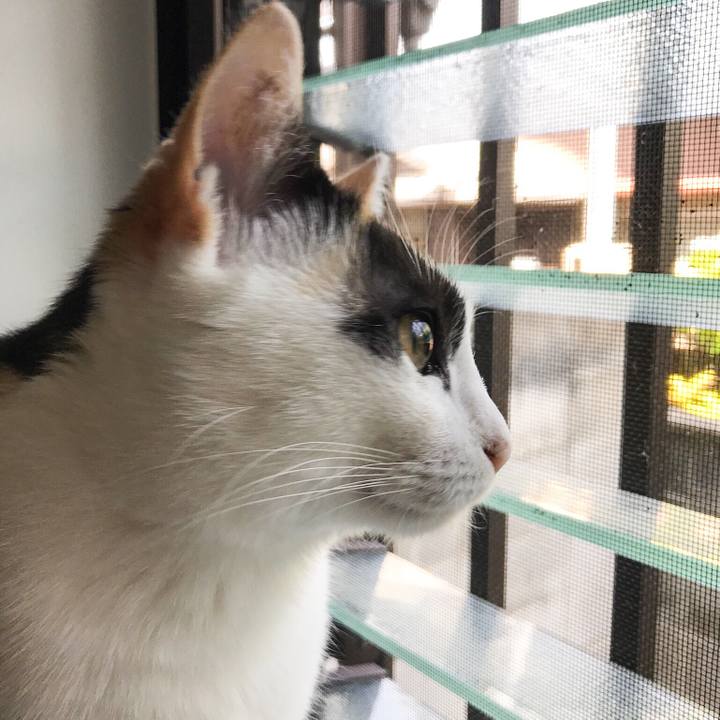 Dd448746 ff8d 4460 a453 2191858d3e6f