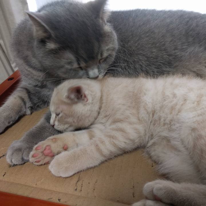 Dd4ce530 0960 4232 9055 49642ef477bf