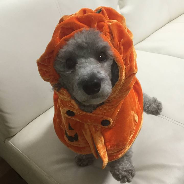 Dd4dafb9 4e8a 4610 9560 b4c586e7f6e0