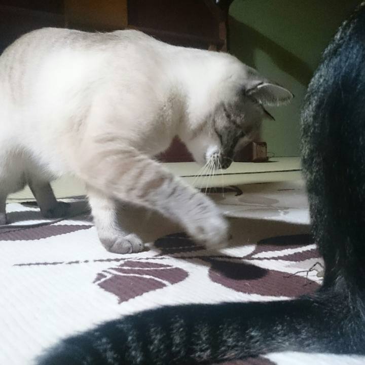 Dd5bc633 4013 4264 81d4 490cdb89bfa6