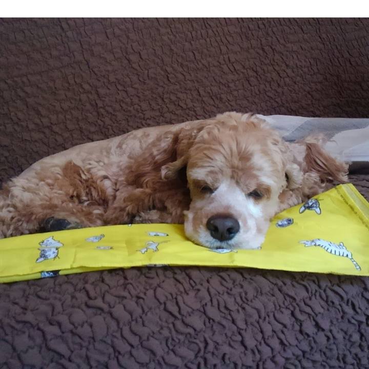 Dd66d70c aad2 47d6 ba02 dd0f84e2156b