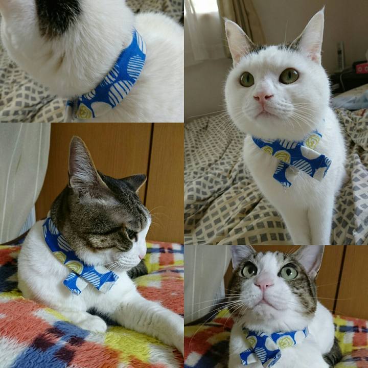 Dd719a5d 4bce 4d08 86cc 1ca21f92ca0e