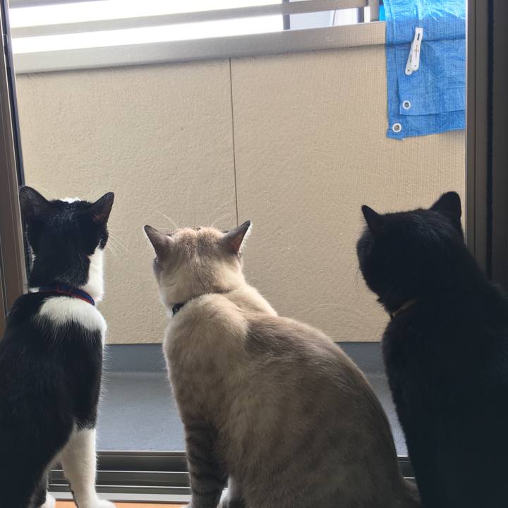 Dd727a8a 215b 448c a7cf 9e49fb146485