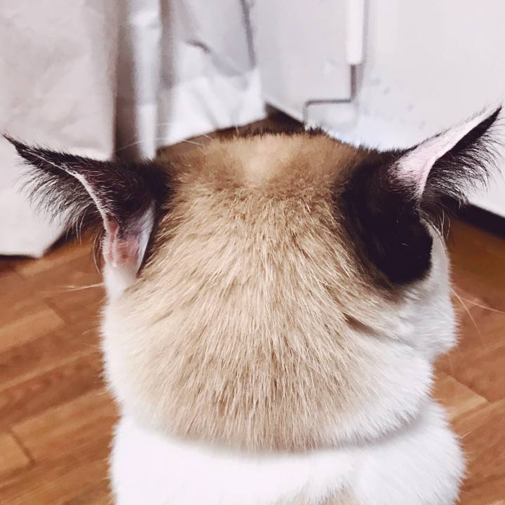 Dd748bba b304 41ee a323 3815a01da524