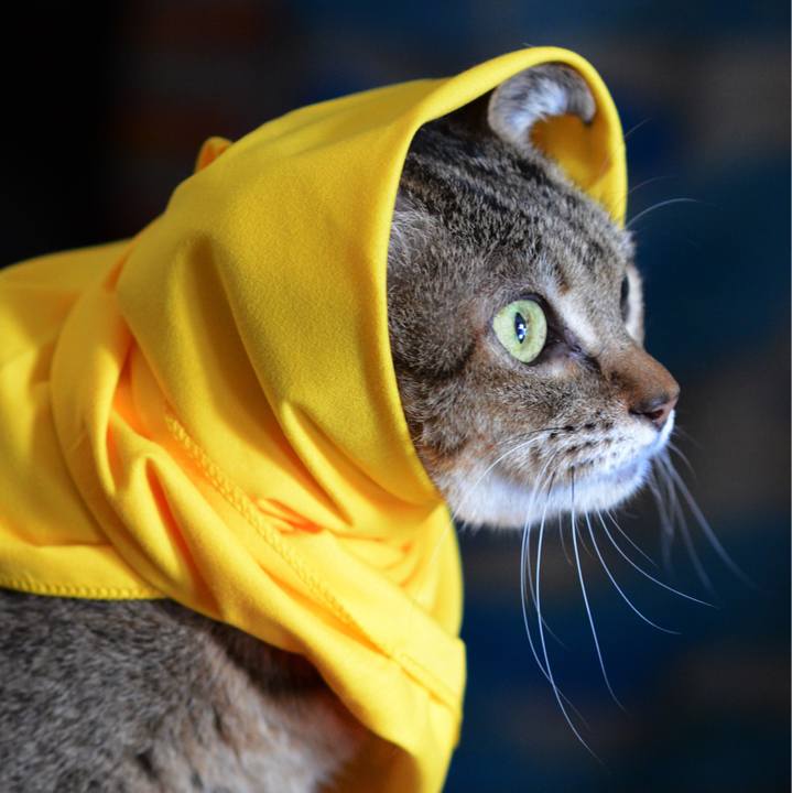 Dd806b47 a2e9 4973 93cc 73449a3395fd