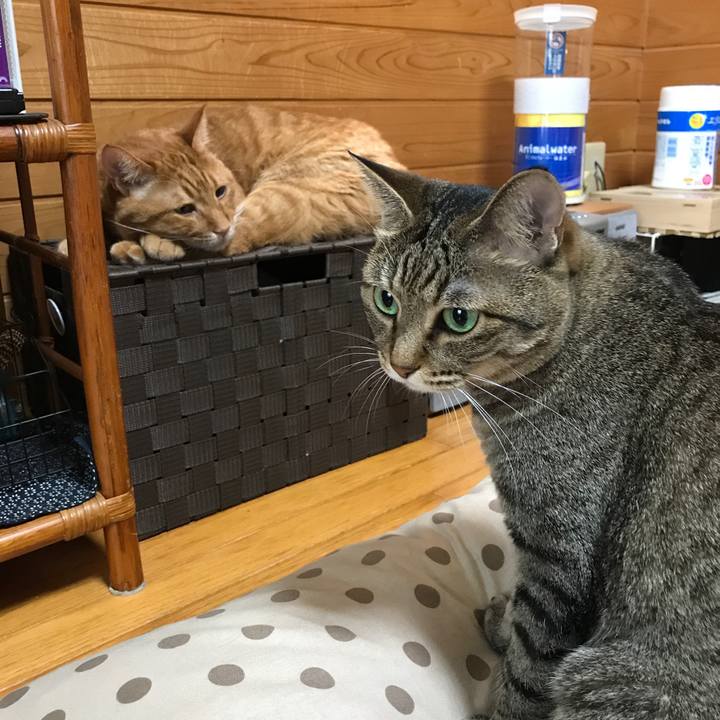 Dda28ebf c0be 4b15 bed0 7c43cf10b791