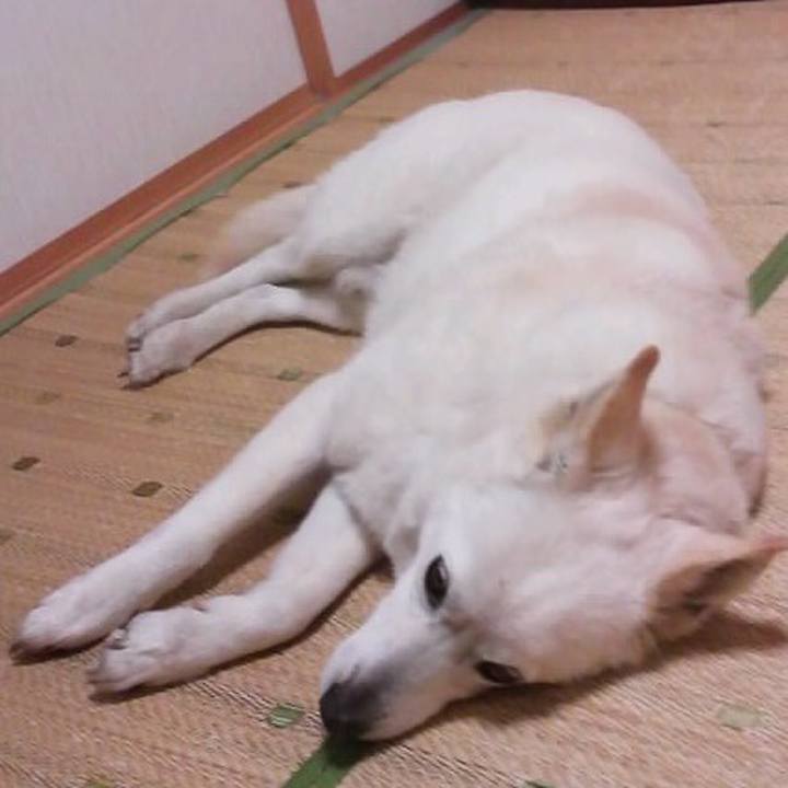 Ddaa971d 246d 494b 9dcd 3d512c6194a0