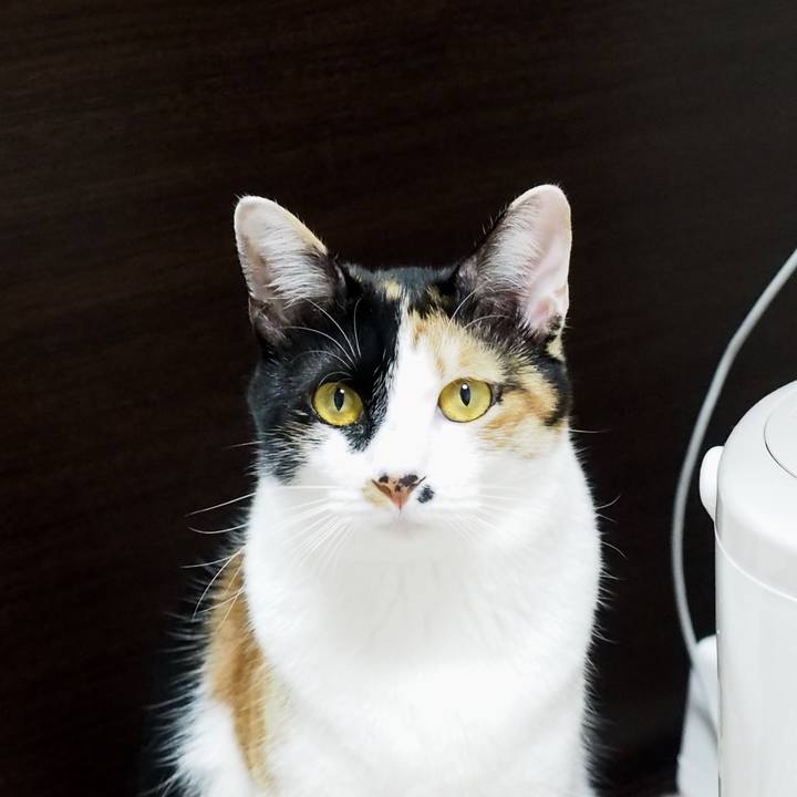 Ddbc70a2 cd32 454a 9b6a aaa5e40afc4f