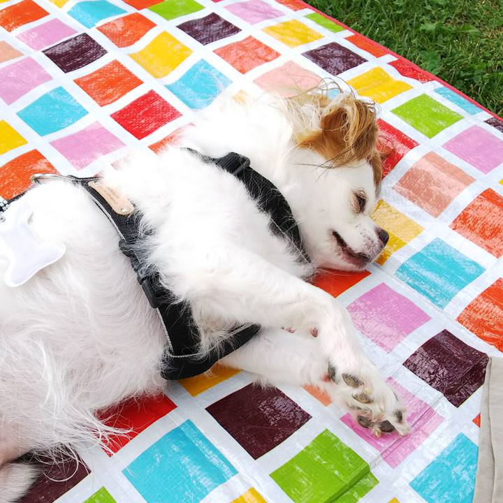 Ddbca9bd 18c7 4269 b98c 9a2a7c152576