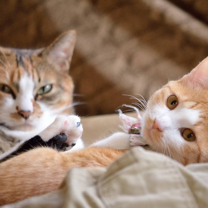 Ddc0be46 e0b0 439c 9135 080b048f9af3