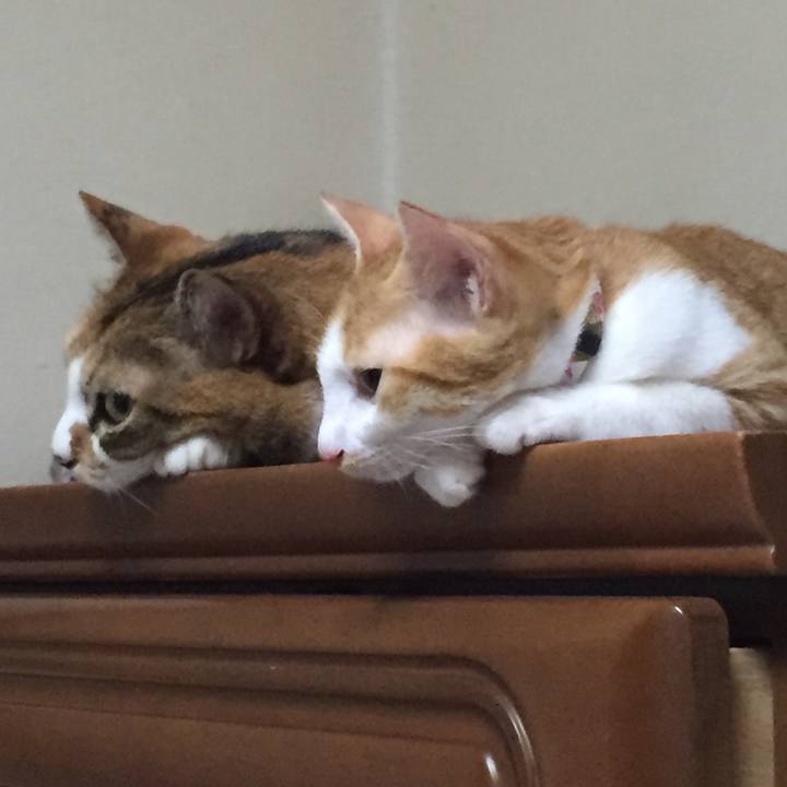 Ddd05c28 aa48 4dfe aab9 8792a65c65ec