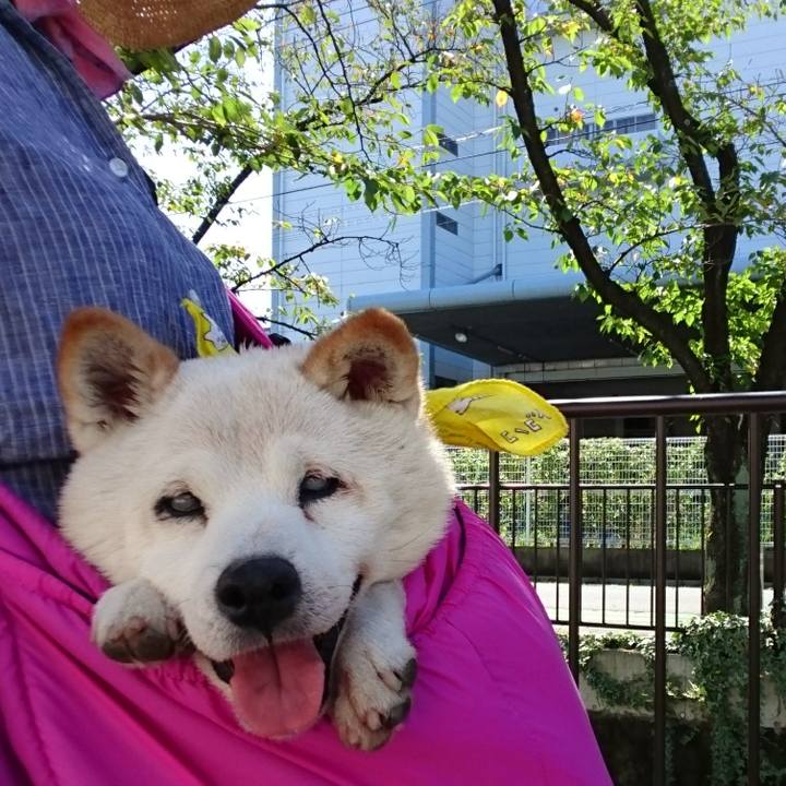 Dddbf600 9fcb 4a1d 90fe ad57fc763477