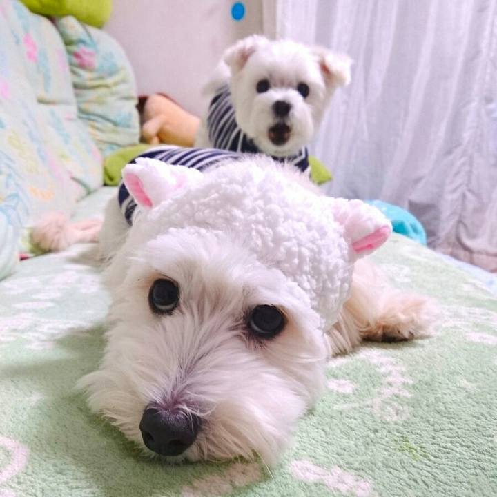 Dde0cb00 3851 4138 97cc 860e9fc176f7