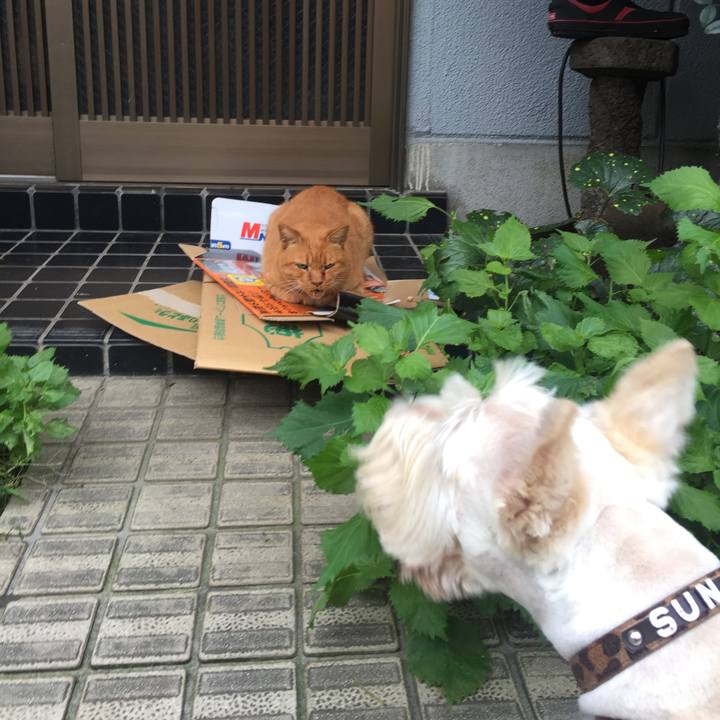 Dde11533 9bf0 45a6 95e6 02ef2d7e7c65