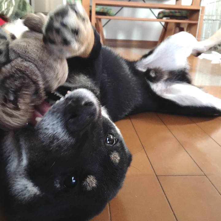 Dde56c11 6615 4268 8fb0 84d3278cb0f8