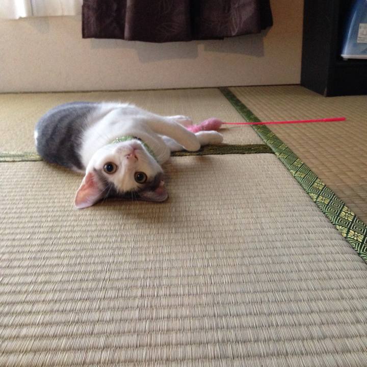 Ddede8cc 1be6 4e3b b178 ba54a64ab4cd