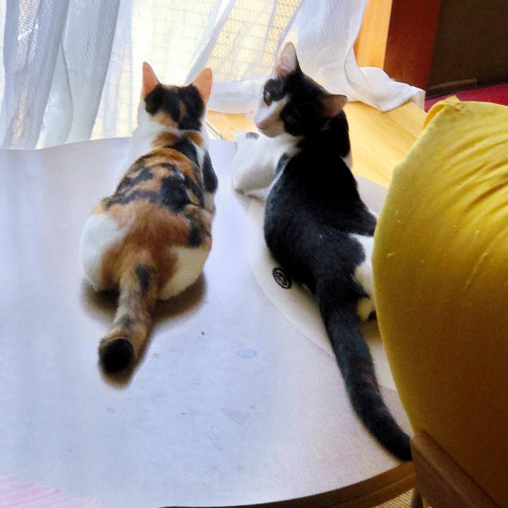 Ddfeb589 6d10 4014 8385 50f652f615a5