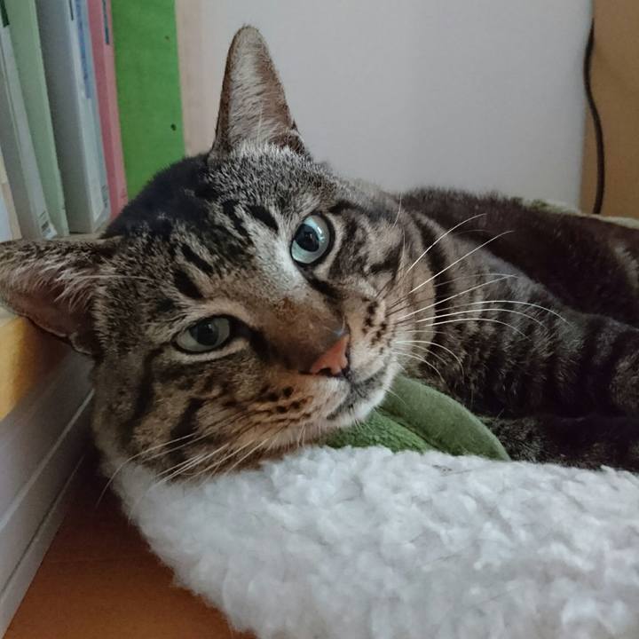 De4374b4 cf3e 4219 8a26 89588d6bfd80