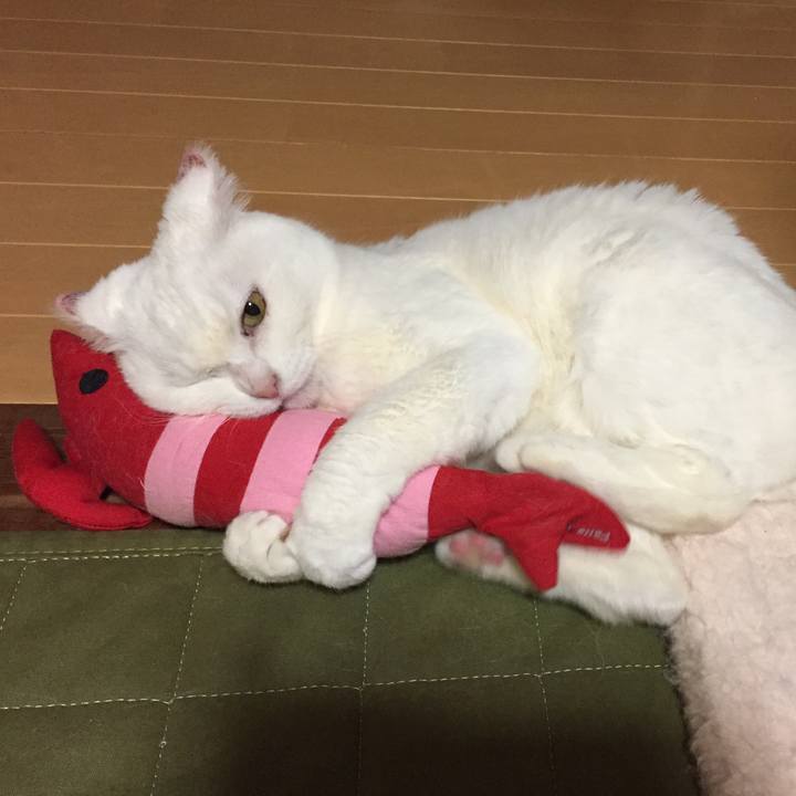 De55c713 2f20 4d15 b9a4 ffe4f3ec2a25