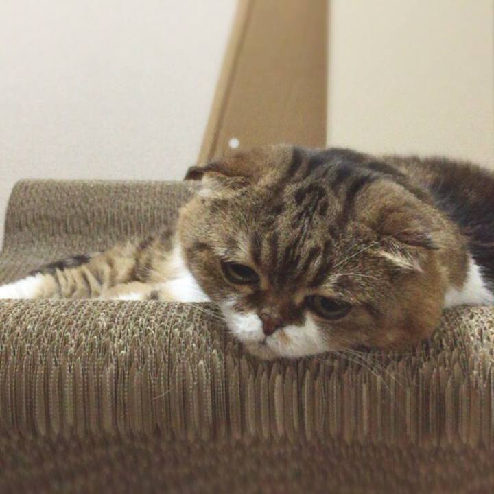 De66d45c 89ca 4fc8 878b 167c9d41fdbc