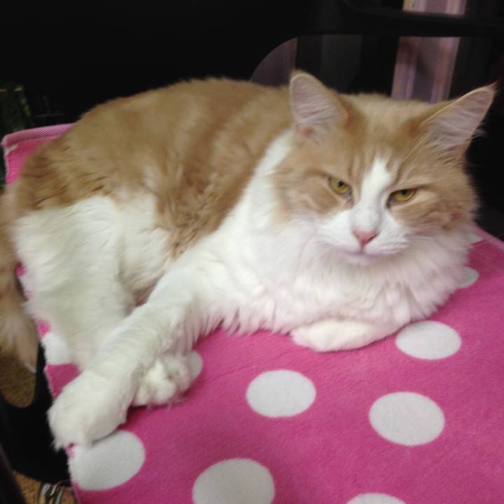 De99ae52 a6c2 44dc 8e87 c8e78c91f85c