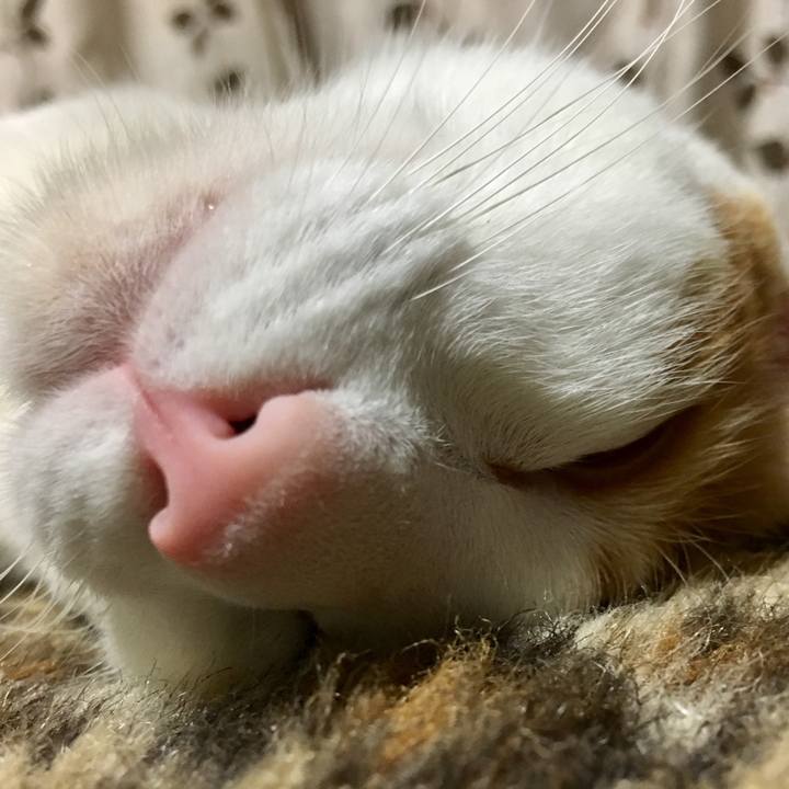 Dea8d808 a9a6 4b63 a7b9 3c8c7e27e973