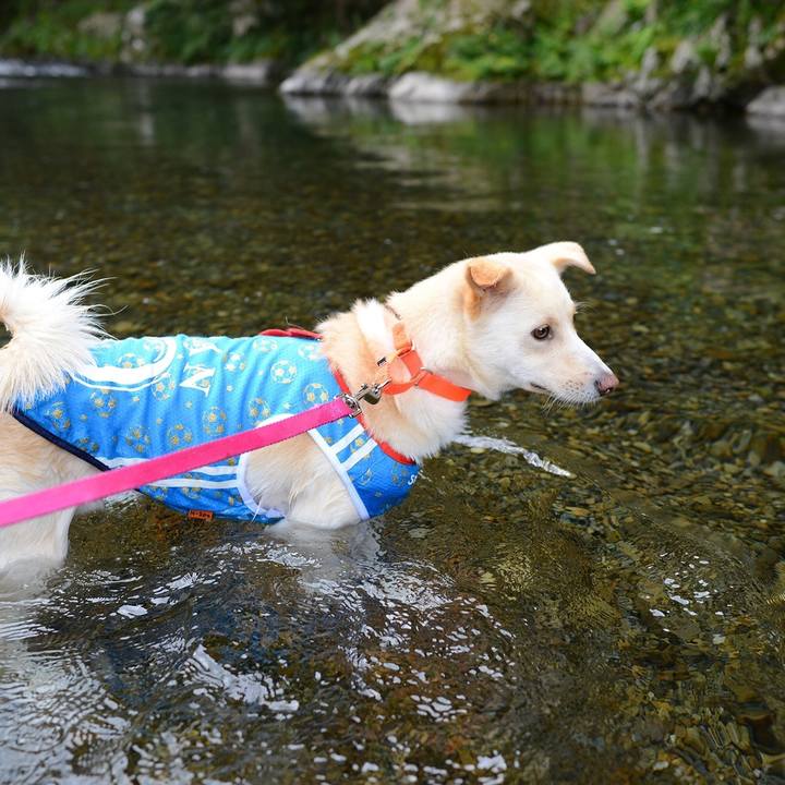 Deb4c9b9 aacd 440b aaee f57e15f2387a