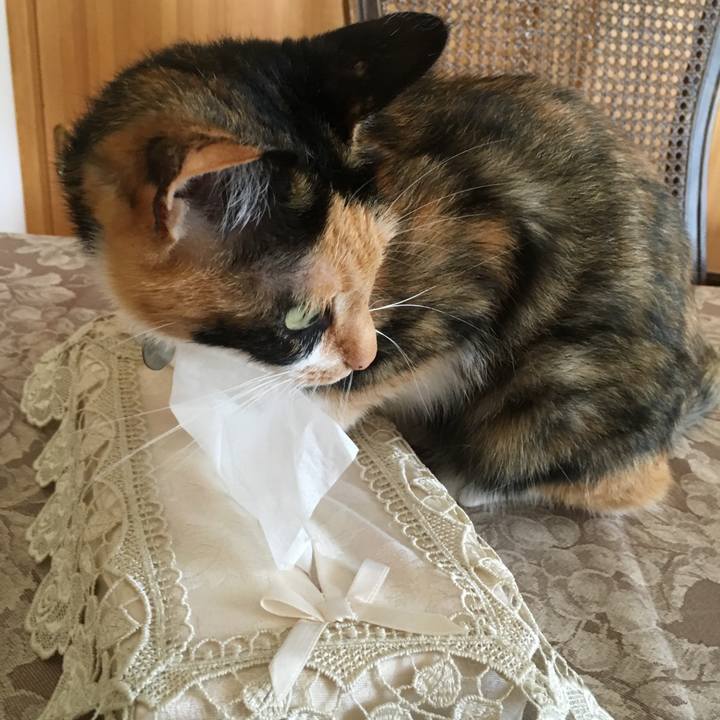 Dec423cc 766f 47c8 99be f6c3fb0e1b03