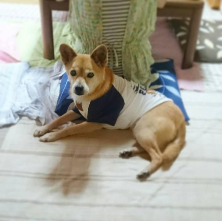 Dec8731f 11fb 4ba0 bc55 99b29d1d0b53