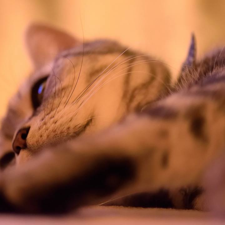 Dec8e61c 4ea1 4264 a604 e96be45235e0