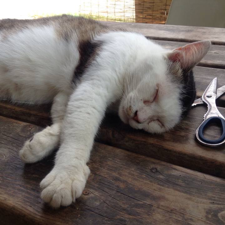 Deca1550 0272 4ac5 9958 72689ce6abfe