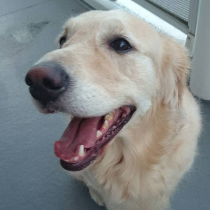 Dee1a01c 70ae 44d7 a4fc a8386016fd99