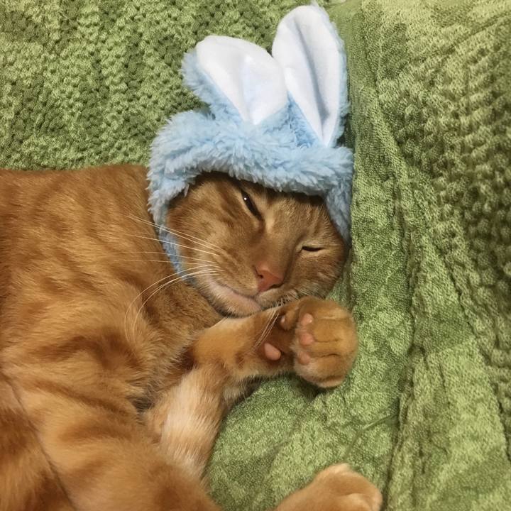 Deec4c2d 3f1c 4b74 8baa 15059fa3ad21