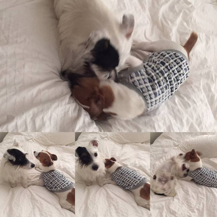 Deef96e7 ac7b 4038 a90c ccd97071fe4e