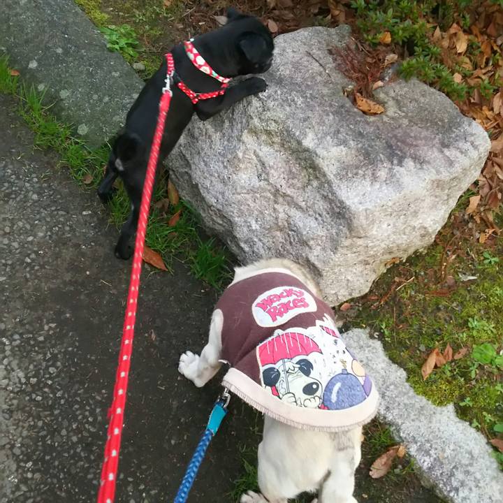 Def1b345 3b00 4c2d 93b4 3748642d864d