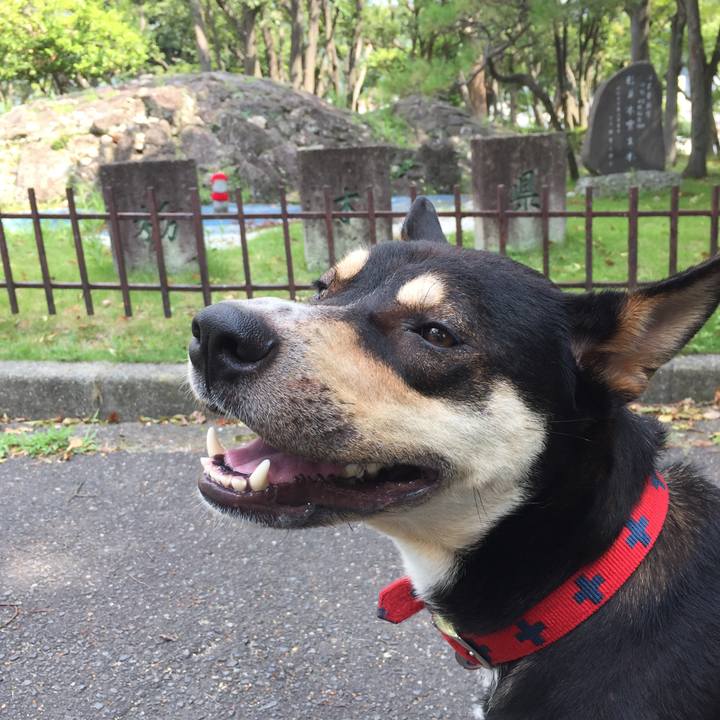 Defb82d8 1c94 4222 9304 d218d31c6227