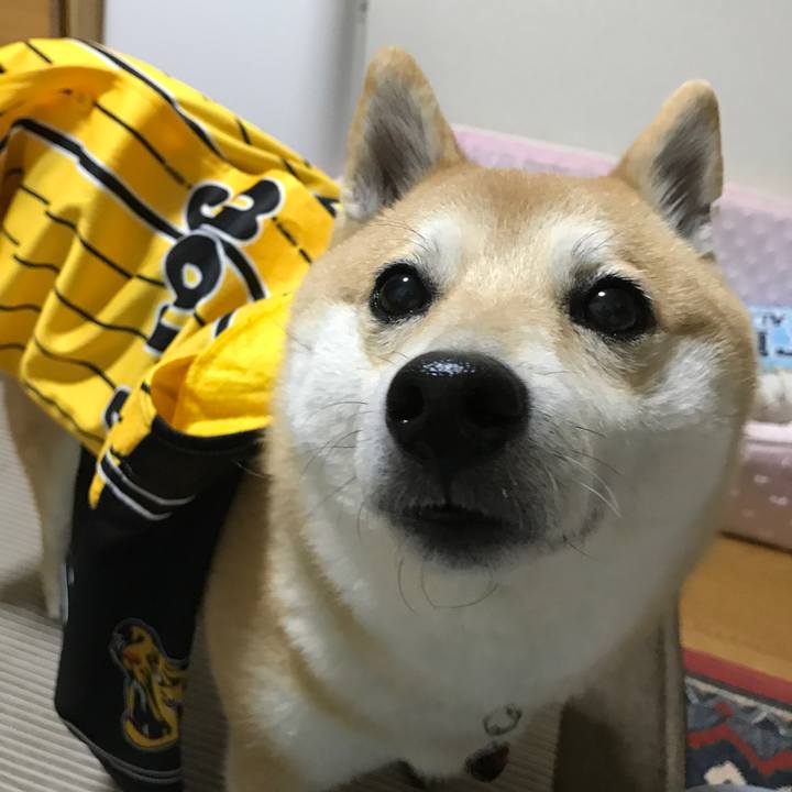 Df433e8b 6559 4c03 bd3f 46fdb564fd61