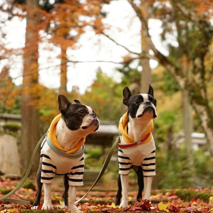 Df4acaef fe26 431b 9c38 dc63ed9cea69