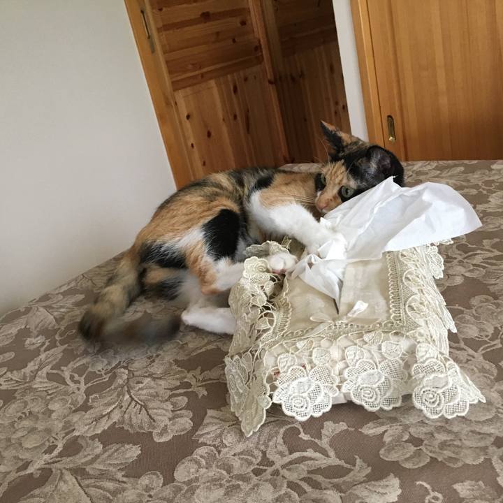 Df6ce2e6 651e 425e 8711 5414a429d52b