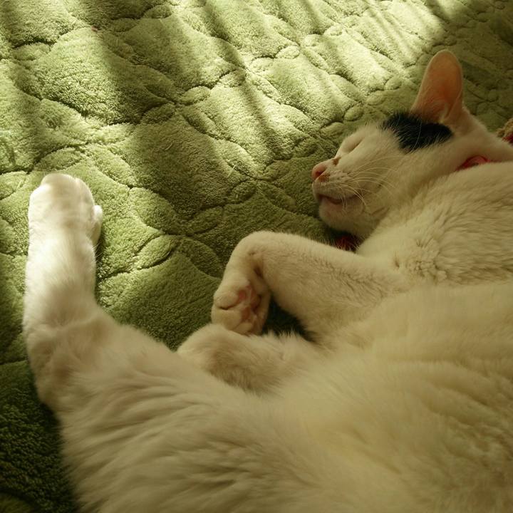 Df8ad55d de6d 421a b84d b82ca9f0666a